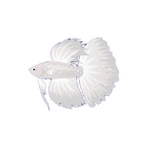 White Glow Betta